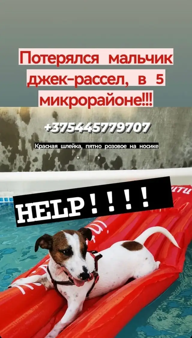 Пропала собака в Гомеле — фото объявления