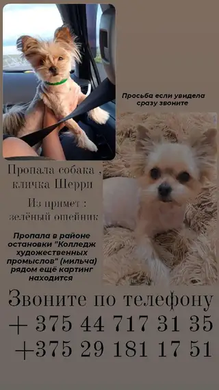Пропала собака в Гомеле — фото объявления