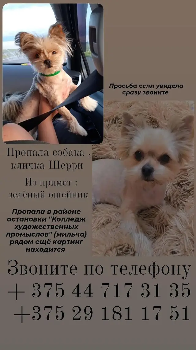 Пропала собака в Гомеле — фото объявления