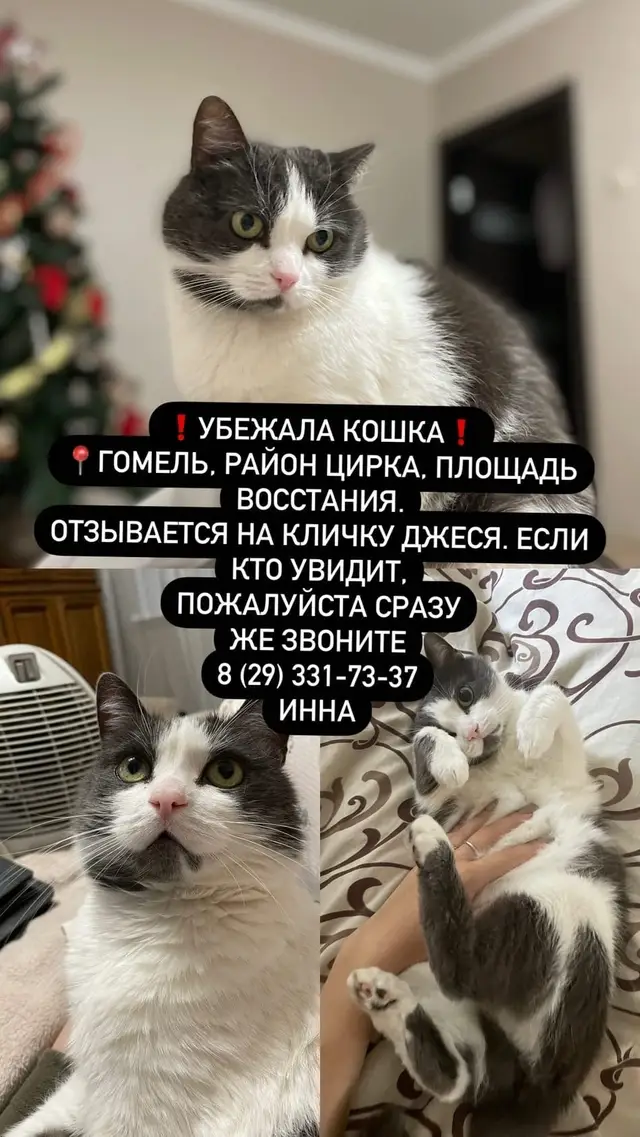 Пропала кошка в Гомеле — фото объявления