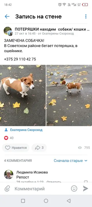 Найдена собака в Гомеле — ПОМОГИТЕ НАЙТИ СОБАКУ!