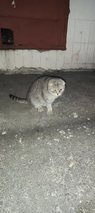 Найдена кошка в Гомеле — СРОЧНО!!