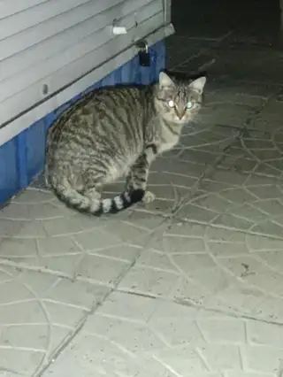 Найдена кошка в Гомеле — ЗАМЕЧЕНА КОШКА!