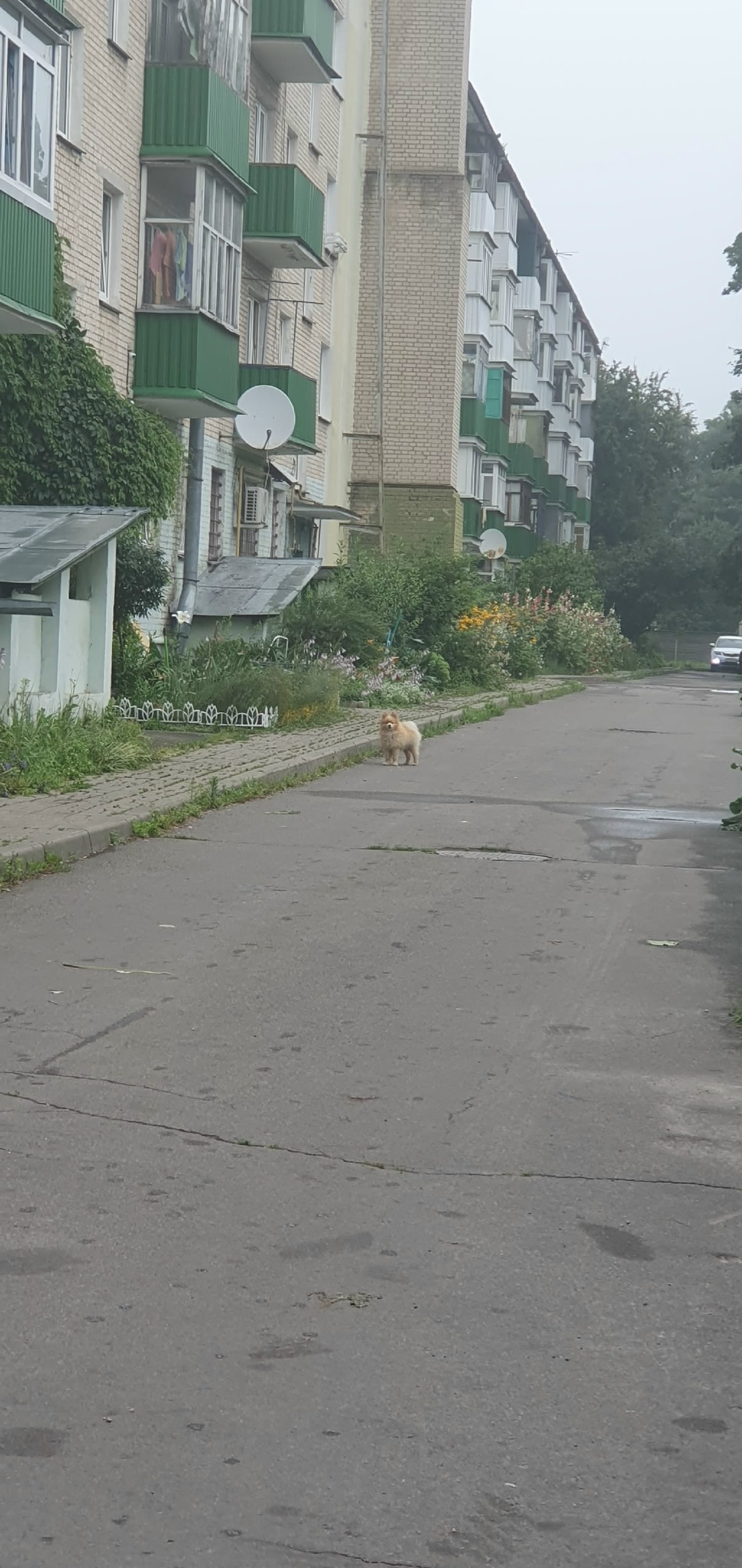 Найдена собака в Гомеле — Гомель, в р-не кинотеатра Октябрь ул. Барыкина 123 бегает шпиц без ошейника, может кто то ищет…