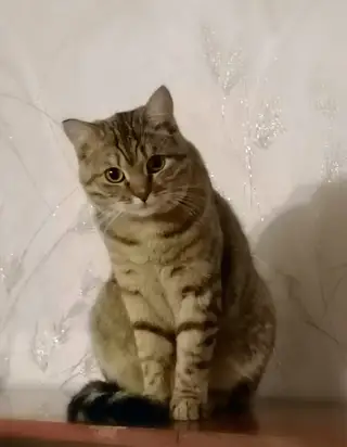 Найдена кошка в Гомеле — фото объявления