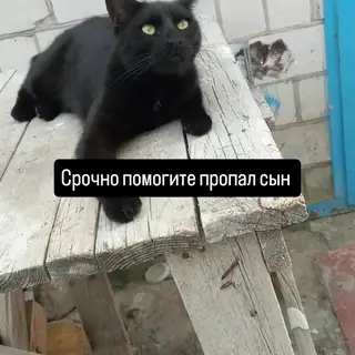 Пропала кошка в Гомеле — фото объявления