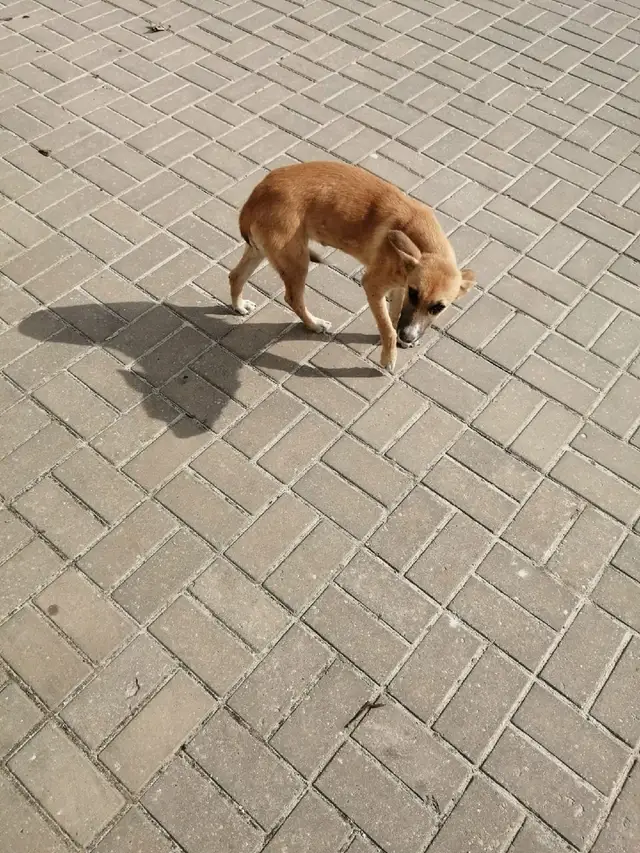 Найдена собака в Гомеле — Здравствуйте несколько дней бегает щенок вроде бы девочка по Барыкина 135 возле студии "изюм" близко…