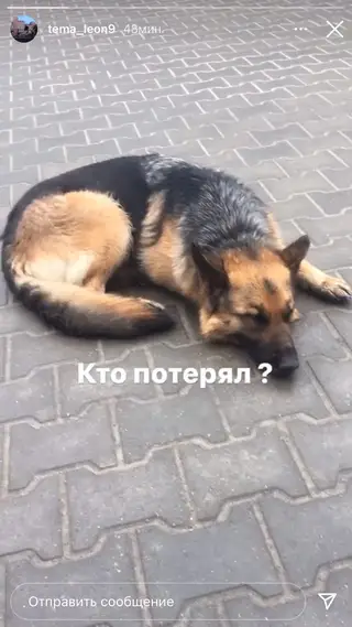 Найдена собака в Гомеле — фото объявления