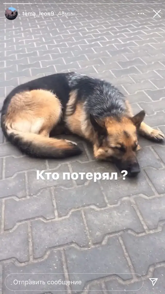 Найдена собака в Гомеле — фото объявления