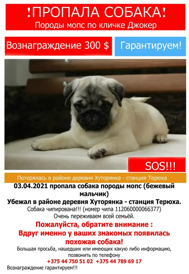 Найдена собака в Гомеле — гомель #пропаласобака #репост #пропаласобакагомель #пропалмопс #потеряласьсобакагомель #гомельмопс…