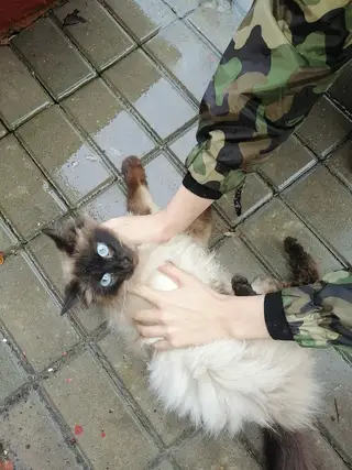 Найдена кошка в Гомеле — фото объявления