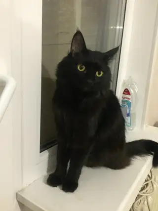 Найдена кошка в Гомеле — ВНИМАНИЕ!! !!!Пропал домашний КОТ!!!