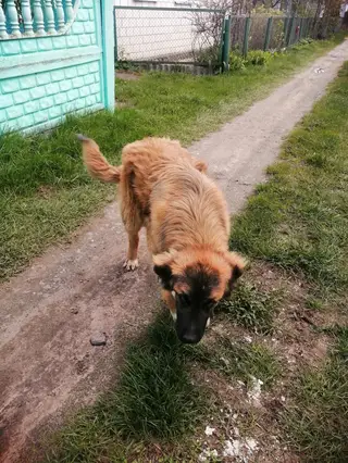Найдена собака в Гомеле — Добрый день! Найдена собака по кличке Черныш. Все вопросы по телефону +375445584966