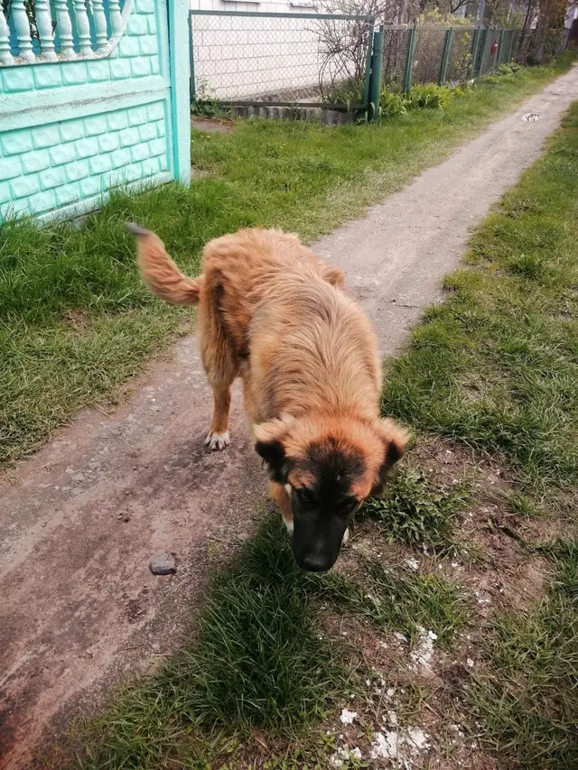 Найдена собака в Гомеле — Добрый день! Найдена собака по кличке Черныш. Все вопросы по телефону +375445584966