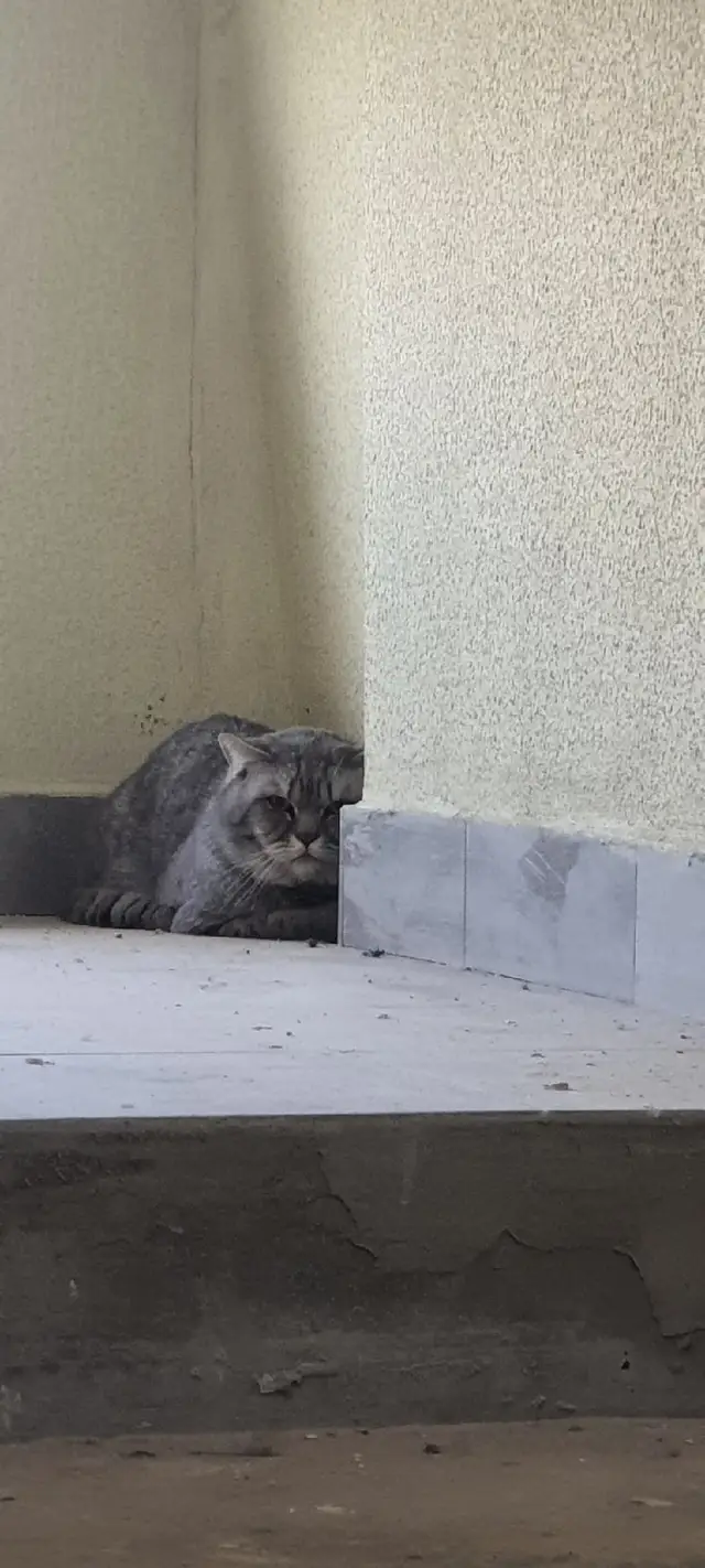 Пропала кошка в Гомеле — Сидит в подъезде кот/кошка в доме по улице Бородина.Ухоженный-домашний,явно потеряшка.