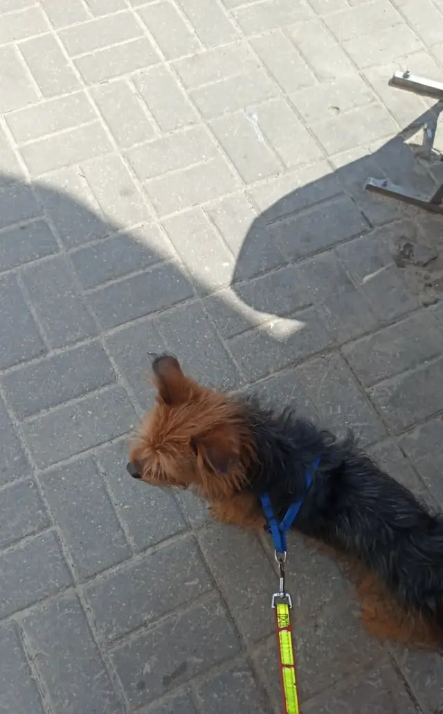 Пропала собака в Гомеле — фото объявления