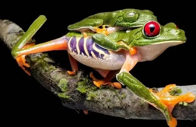 Объявление о питомце в Щучине — Квакша красноглазая (Agalychnis callidryas).🐸