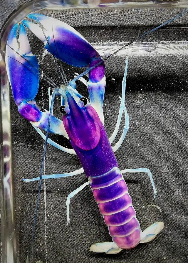 Найдена собака в Щучине — Великолепный пурпурный рак(Cherax pulcher).🦞