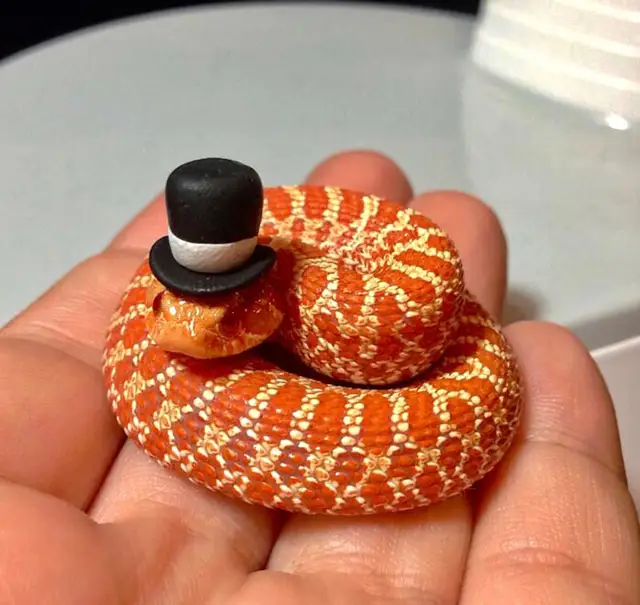 Найдена собака в Щучине — Свиноносый уж (Heterodon nasicus).🐍
