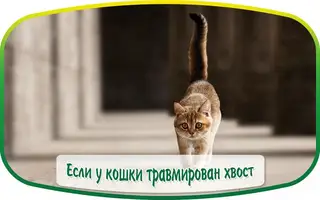Найдена кошка в Пружанах — ЕСЛИ У КОШКИ ТРАВМИРОВАН ХВОСТ