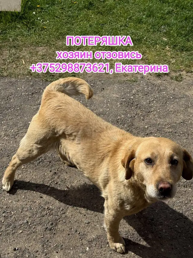 Найдена собака в Новогрудке — г. Новогрудок.