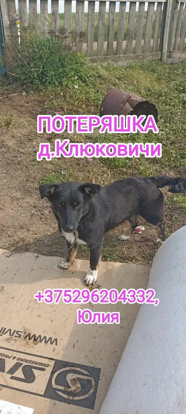 Пропала собака в Новогрудке — Забрали на Хутор.