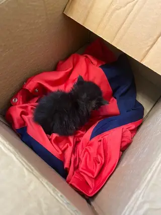 Найдена кошка в Могилёве — Помогите котёнку выжить!