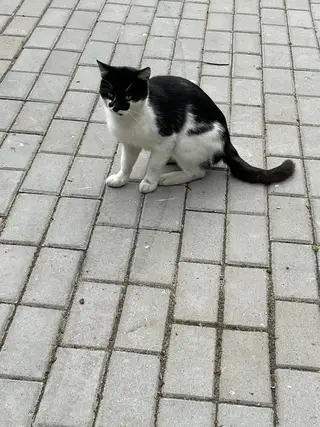 Найдена кошка в Могилёве — Чей потеряшка?