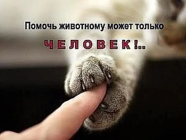 Пропала кошка в Могилёве — Всём привет, вступайте пожалуйста в новый паблик помощь тайским и сиамским кошкам Беларусь…