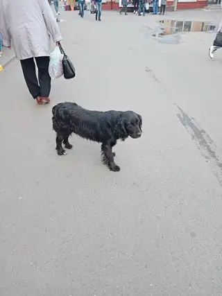 Пропала собака в Могилёве — На одном из рынков города бродит породистый пёс. Может потерялся.! ? Может выброшенный? Вид не…