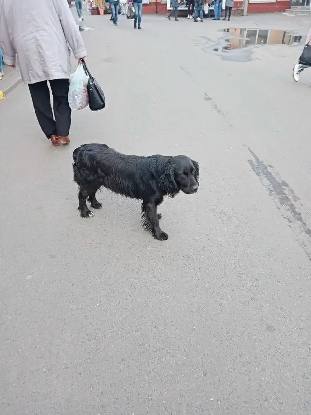 Пропала собака в Могилёве — На одном из рынков города бродит породистый пёс. Может потерялся.! ? Может выброшенный? Вид не…