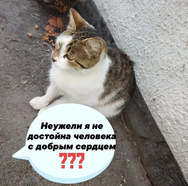 Найдена кошка в Могилёве — Детство не выходя из подвала...