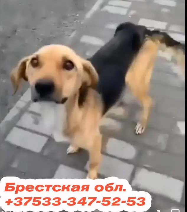 Найдена собака в Могилёве — СОС! СОС! СОС! Беларусь. Пост от Ольга Ледвик