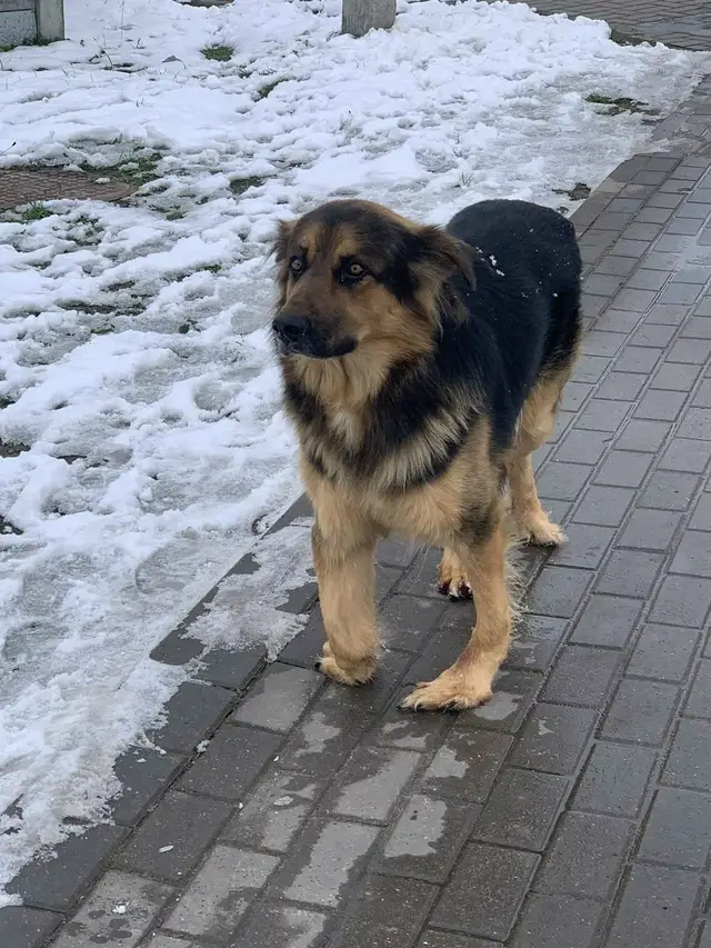 Пропала собака в Могилёве — ПИНСК ⚠️⚠️⚠️