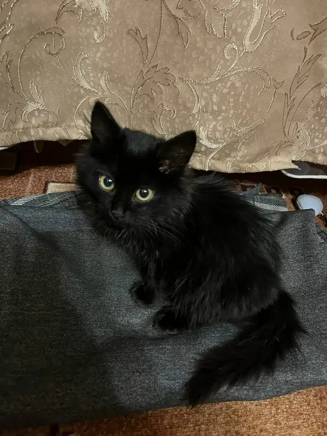 Найдена кошка в Могилёве — Цемзавод, около Евроопта найдена кошечка, около 3 месяцев, ласковая, сразу пошла в лоток. Если кто-то…