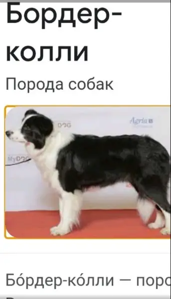 Пропала собака в Могилёве — Помогаю информативно