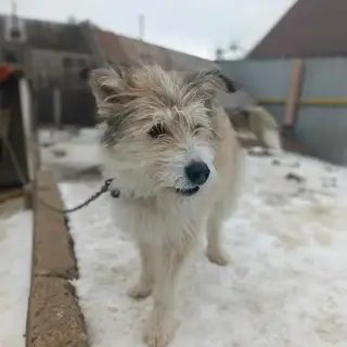 Найдена собака в Могилёве — Мы нашли Кая! Спасибо всем!
