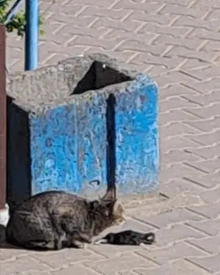 Найдена кошка в Могилёве — Борисов! 🆘️! 🆘️! 🆘️! Несчастная мамка сидит и смотрит как замерзает её последний выживший котенок!…