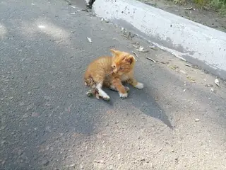 Найдена кошка в Могилёве — фото объявления