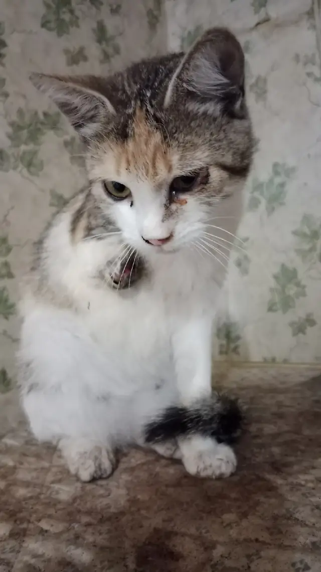 Найдена кошка в Могилёве — Всем доброго дня,найдена кошечка у которой оторвана лапка,возможна попала в капкан,бабушка забрала к…