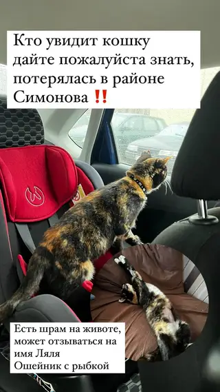 Найдена кошка в Могилёве — Помогите найти кошку, сбежала с Гребенево, последний раз видели на Симонова