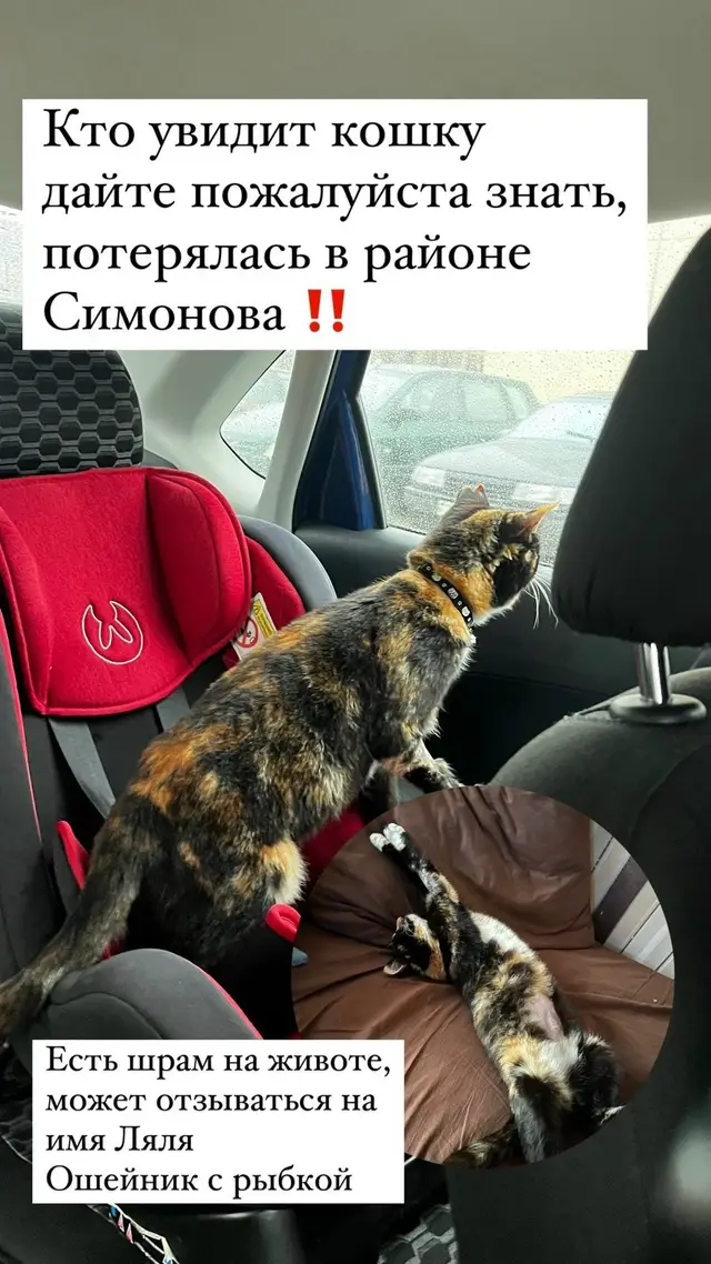 Найдена кошка в Могилёве — Помогите найти кошку, сбежала с Гребенево, последний раз видели на Симонова