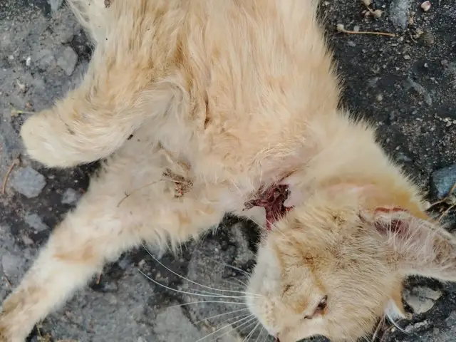 Найдена кошка в Могилёве — Добрый день! Нашли кошку с рваной раной на шее в городе Шклове 🆘