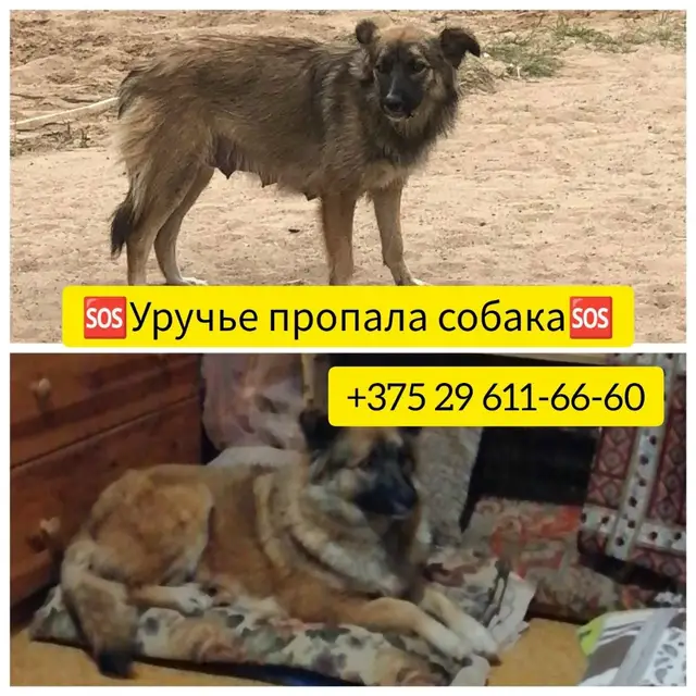 Пропала собака в Слуцке — УРУЧЬЕ, ул. Руссиянова 18❗