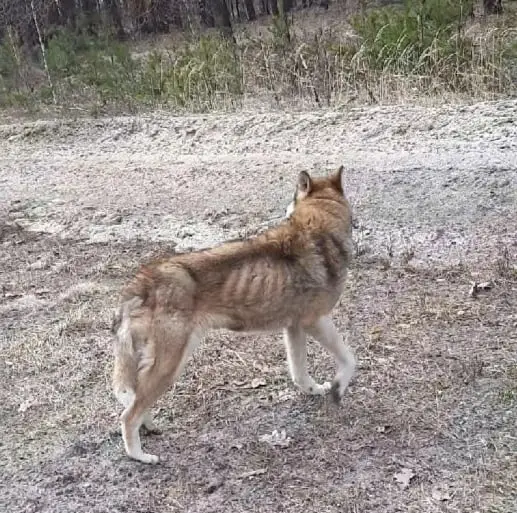 Найдена собака в Слуцке — СОС! СОС! СОС! Беларусь.