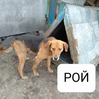 Найдена собака в Слуцке — Светлогорск! 🆘 СРОЧНО НУЖНЫ ПЕРЕДЕРЖКИ И ДОМА! СОС! Грозит усыпление! ⛔