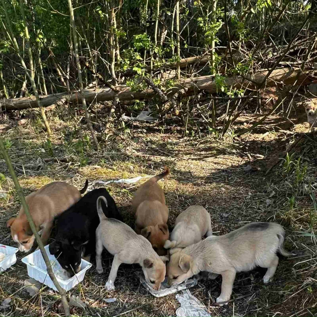 Найдена собака в Слуцке — SOS (dog)(dog)(dog) в лесополосе в Минском районе пос.Городище у дороги найдены 8 щенков. Рядом бегают…