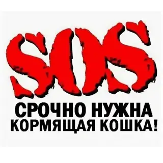 Найдена кошка в Слуцке — Срочно нужна кормящая кошка‼️ #Слуцк