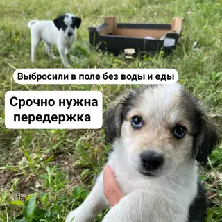 Найдена собака в Слуцке — ЩЕНКОВ ВЫБРОСИЛИ УМИРАТЬ В ПОЛЕ БЕЗ ВОДЫ И ЕДЫ🆘️