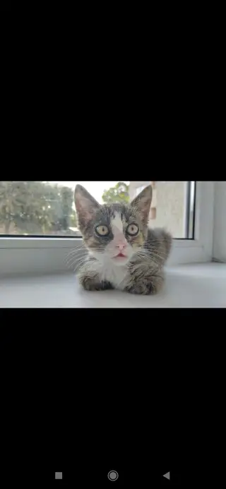Пропала кошка в Слуцке — Срочно!!!!!